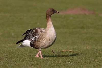 Pink-Footed Goose