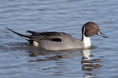 Pintail