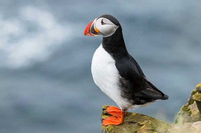 Puffin