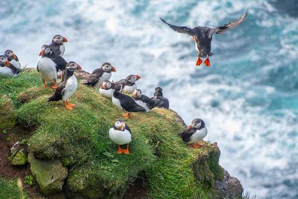 Puffins