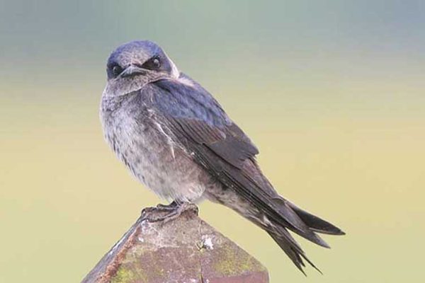 Purple Martin