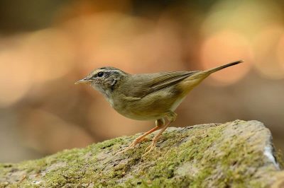 Radde's Warbler