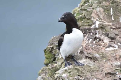 Razorbill