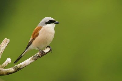 Red-Backed Shrike