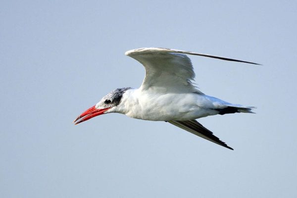 Red-Billed Tropicbird