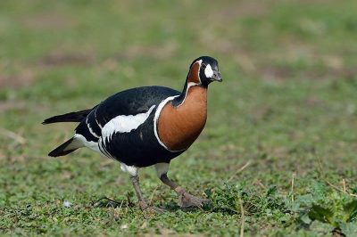 Red-Breasted Goose