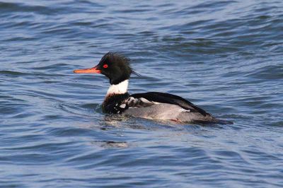 Red-Breasted Merganser