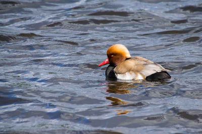 Red-Crested Pochard
