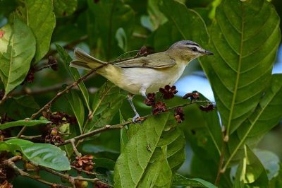 Red-Eyed Vireo