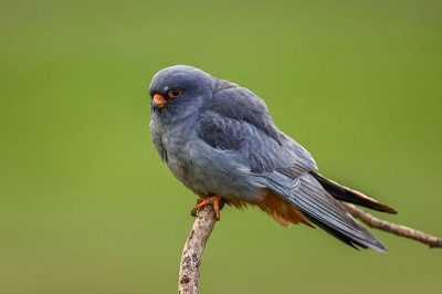 Red-Footed Falcon