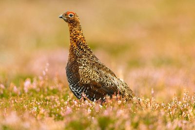 Red Grouse