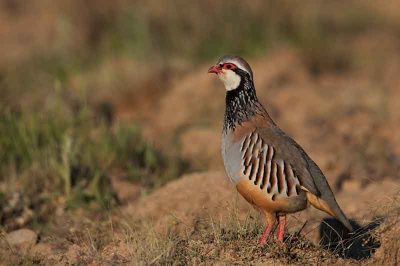 Red-Legged Partridge