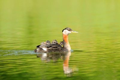 Red-Necked Grebe