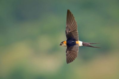 Eastern Red-Rumped Swallow