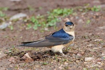Red-Rumped Swallow