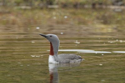 Red-Throated Diver