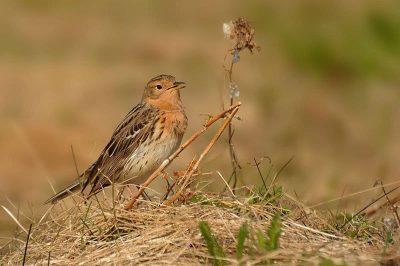 Red-Throated Pipit