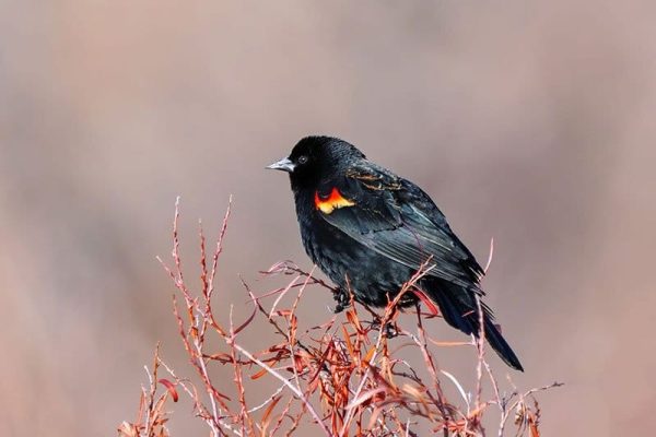 Red-Winged Blackbird