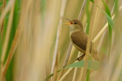 Reed Warbler
