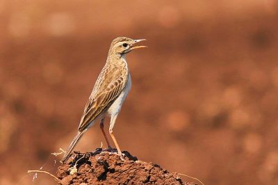 Richard's Pipit