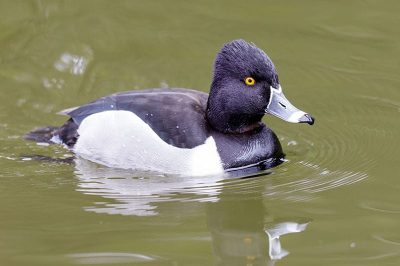 Ring-Necked Duck