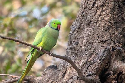 Ring-Necked Parakeet