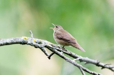 River Warbler