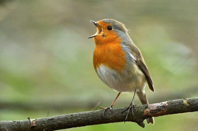 Robin