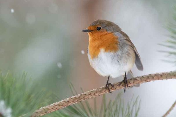 Robin In Snow