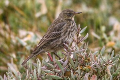 Rock Pipit