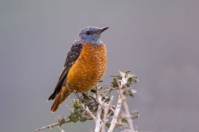Rock Thrush