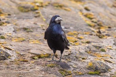 Rook