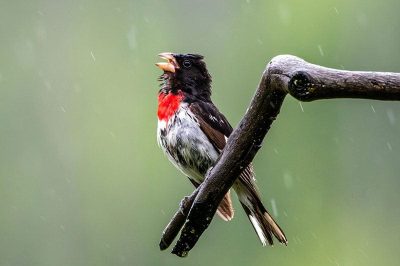 Rose-Breasted Grosbeak