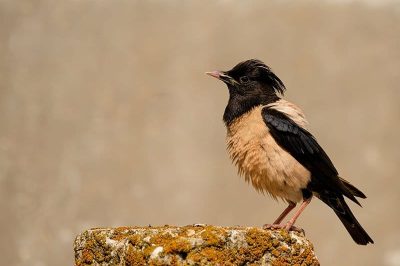 Rose-Coloured Starling