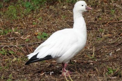 Ross's Goose