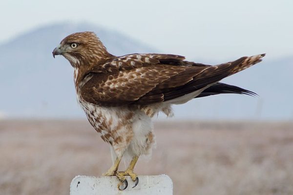 Rough-Legged Buzzard