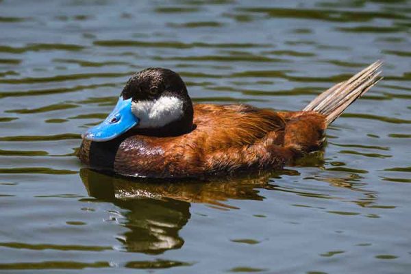 Ruddy Duck