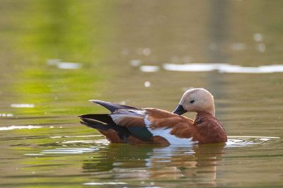 Ruddy Shelduck