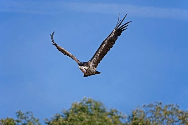 Rüppell's Vulture