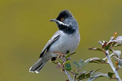 Rüppell's Warbler