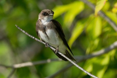 Sand Martin
