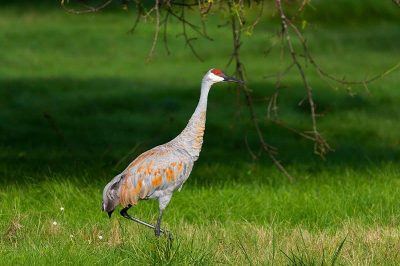 Sandhill Crane