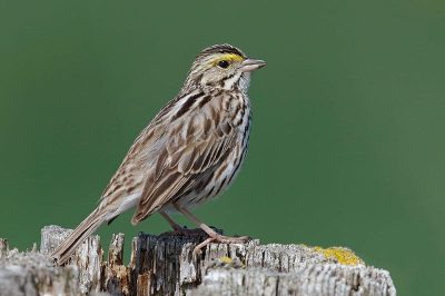 Savannah Sparrow