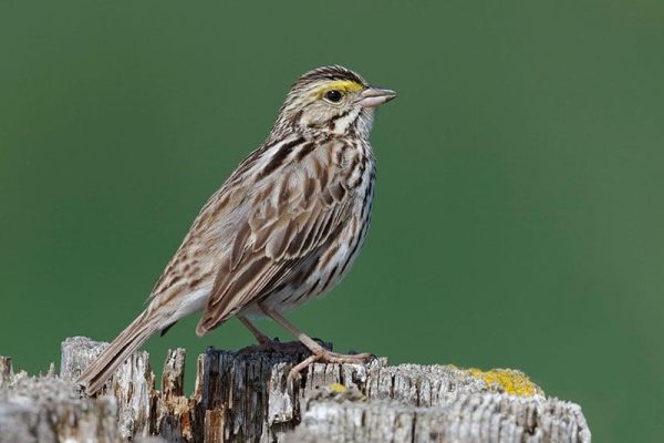 Savannah Sparrow
