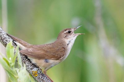 Savi's Warbler