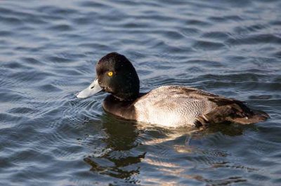 Scaup