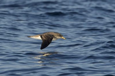 Scopoli's Shearwater