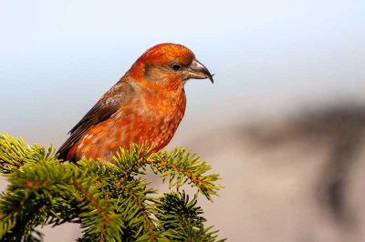 Scottish Crossbill