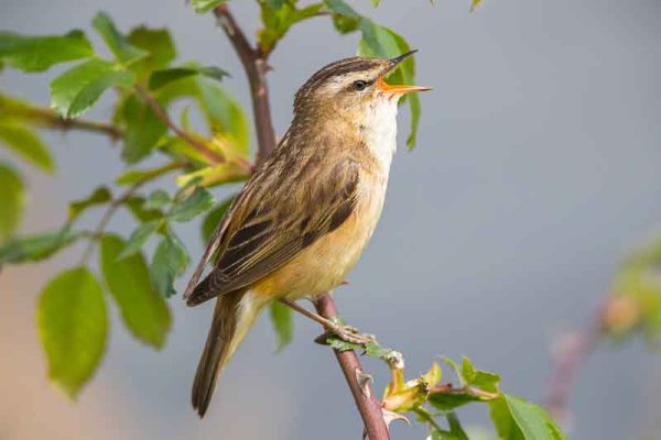 Sedge Warbler