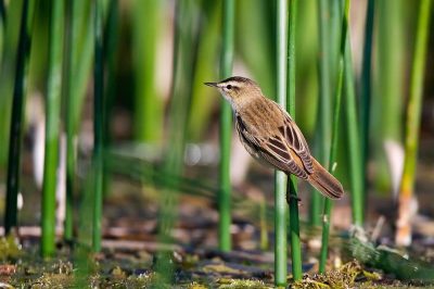 Sedge Warbler